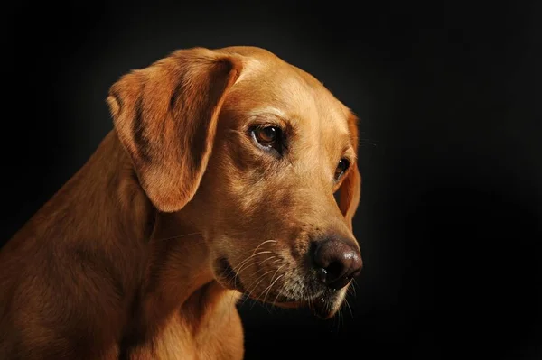 Labrador Retriever, yellow, female, animal portrait against a dark background, studio shot