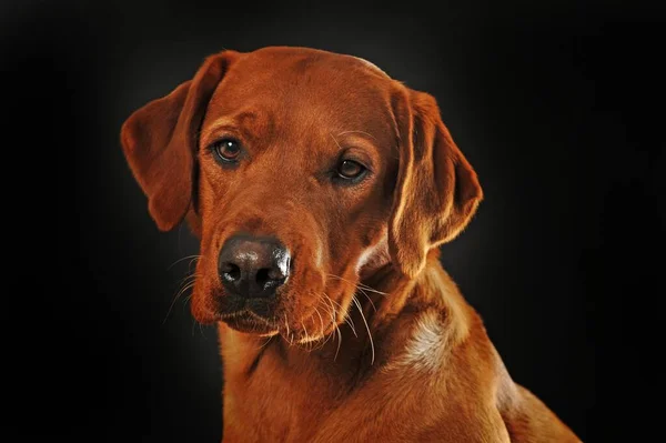 Labrador Retriever, yellow, male, animal portrait against a dark background, studio shot