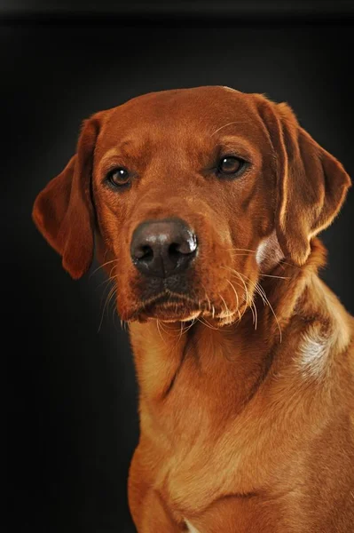 Labrador Retriever Amarelo Masculino Retrato Animal Contra Fundo Escuro Tiro — Fotografia de Stock