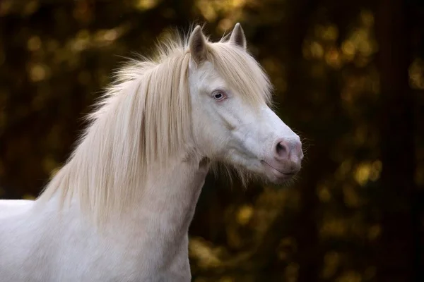 Pony Galés Yegua Blanca Retrato Animales Borde Del Bosque — Foto de Stock