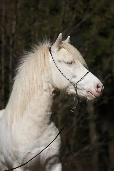 Galês Pônei Égua Branca Retrato Animal Borda Floresta — Fotografia de Stock