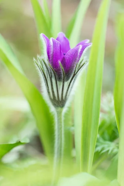 Pasque flower (Pulsatilla vulgaris), Lower Austria, Austria, Europe