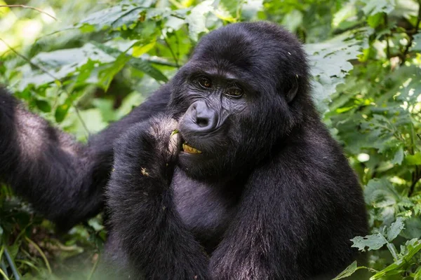 Gorila Montaña Gorilla Beringei Beringei Sienta Los Arbustos Come Retrato — Foto de Stock