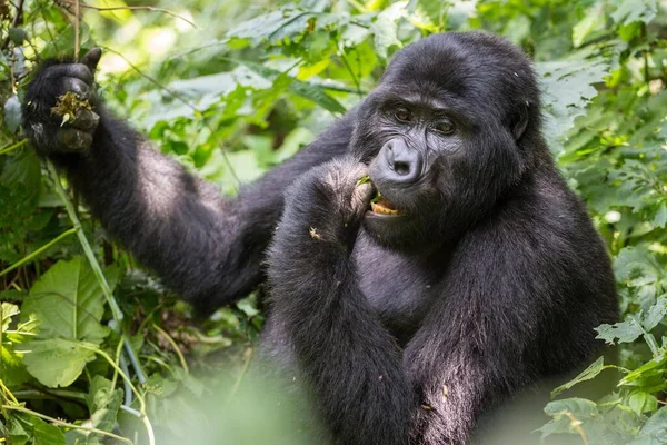 Gorila Montaña Gorilla Beringei Beringei Sienta Los Arbustos Come Retrato — Foto de Stock