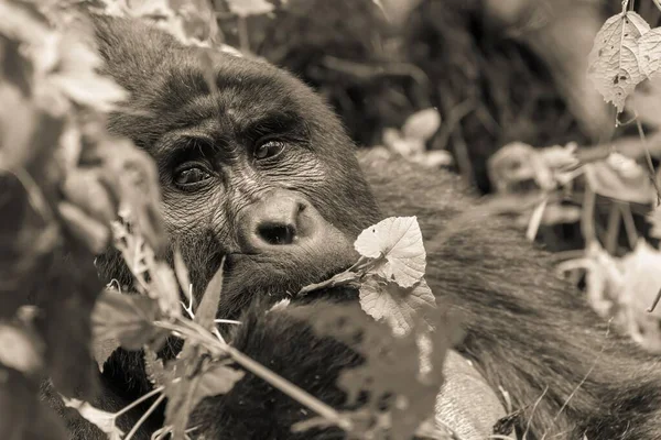 Mountain gorilla (Gorilla beringei beringei), silverback, animal portrait, feeding, monochrome, Bwindi Impenetrable National Park, Uganda, Africa