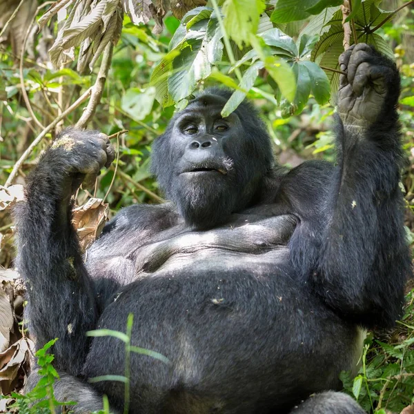非洲乌干达Bwindi不可穿越国家公园的山地大猩猩 Gorilla Beringei Beringei 坐在灌木丛中吃东西 — 图库照片
