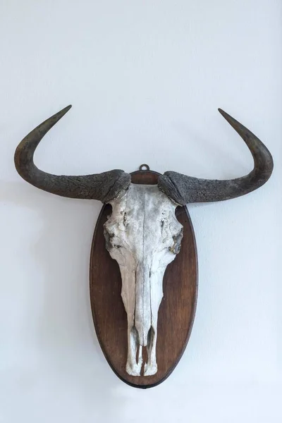 Wildebeests Lebka Connochaetes Trofej Bílé Stěně — Stock fotografie