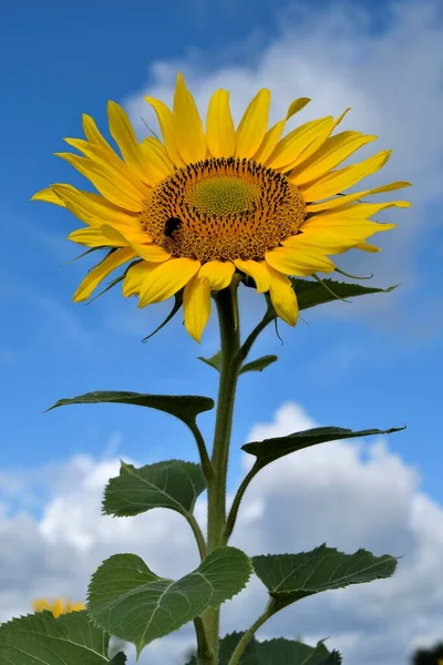 Sonnenblume Helianthus Annuus Vor Bewölktem Himmel Nordrhein Westfalen Deutschland Europa — Stockfoto