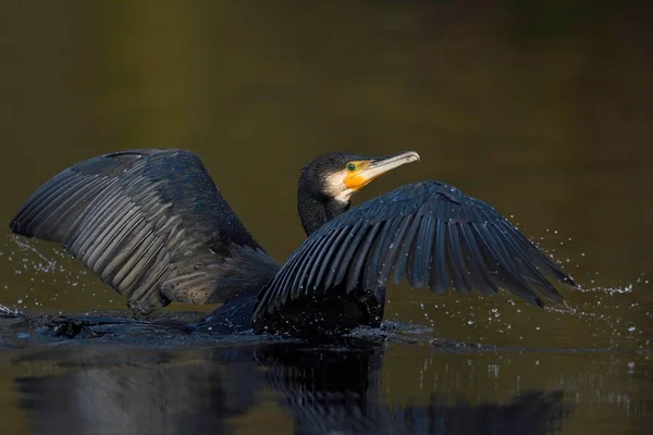 Floating Great Cormorant Phalacrocorax Carbo Spreaded Wings Splashing Water Lower — Stock Photo, Image