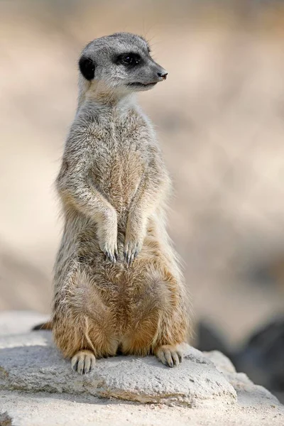 Meerkat Suricata Suricatta 石の上に直立座っ 気配り — ストック写真
