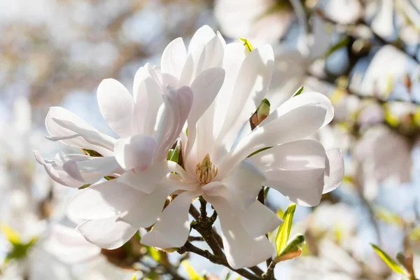 Magnolia Gwiazdkowa Magnolia Stellata Kwiat — Zdjęcie stockowe