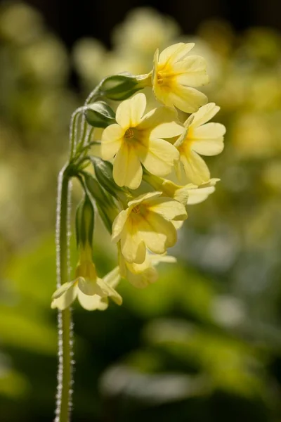 真正的草唇 Primula Elatior — 图库照片