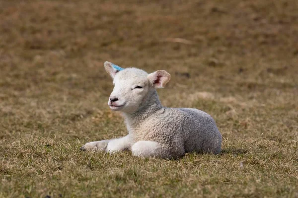 Πρόβατα Ovis Αρνιά Βοσκότοπους Hallig Hooge Nordfriesland Schleswig Holstein Γερμανία — Φωτογραφία Αρχείου