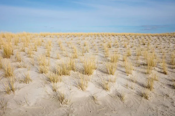 Marram Grass Dune Schleswig Holstein Wadden Sea National Park List — Stock Photo, Image