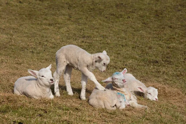 Owce Ovis Jagnięta Grające Pastwiskach Hallig Hooge Nordfriesland Szlezwik Holsztyn — Zdjęcie stockowe