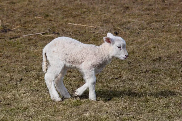 Owce Ovis Jagnięcina Biegnie Pastwiskach Hallig Hooge Nordfriesland Szlezwik Holsztyn — Zdjęcie stockowe