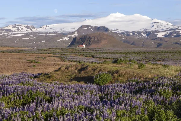 图景与蓝色努特卡狼獾 Lupinus Nootkatensis 教区教堂Ingjaldshll前 覆盖着积雪的火山Snfell与冰川Snfellsjkul 靠近海利桑杜尔 斯内尔斯岛半岛 — 图库照片