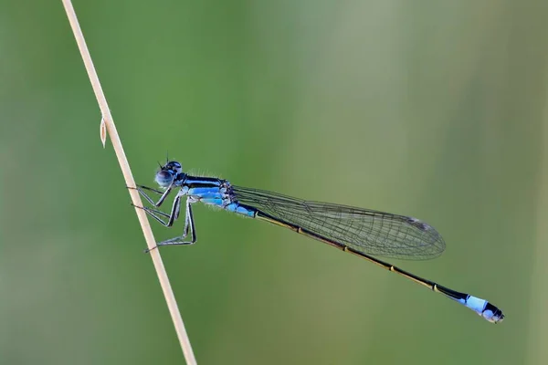草の上の青い尾のダムセルフライ イシュヌラ エレガンス バーゲンラント オーストリア ヨーロッパ — ストック写真