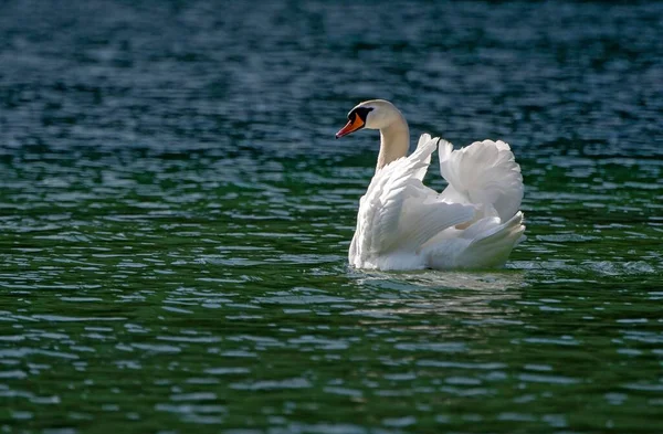 Mute Swan Cygnus Olor Swims Lake Imponiergehabe Tyrol Austria Europe — Stock Photo, Image