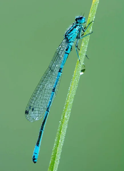 Azure Damselfly Coenagrion Puella Sits Grass Covered Morning Dew Male — Stock Photo, Image