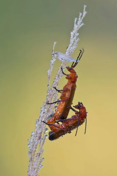 Escarabajos Soldados Rojos Comunes Rhagonycha Fulva Apareándose Una Hoja Con —  Fotos de Stock