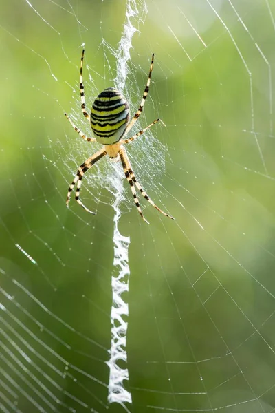 Wasp Spider Argiope Bruennichi Cobweb Burgenland Austria Europe — 图库照片