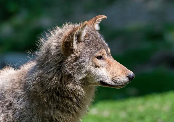 Algonquin Wolf Canis Lupus Lycaon Animal Portrait Side View Captive — Stock Photo, Image