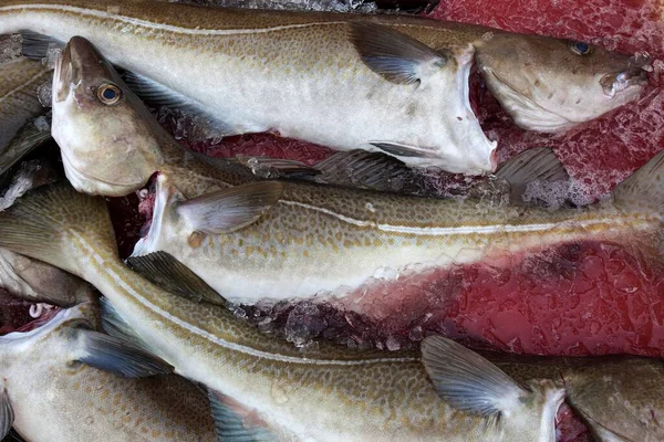 Peixe Recentemente Capturado Bacalhau Atlântico Gadus Morhua Porto Pesca Husavik — Fotografia de Stock
