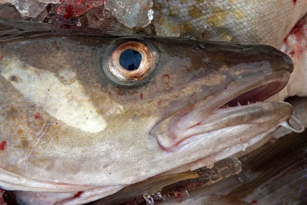 Świeżo Złowione Ryby Głowy Atlantycki Dorsz Gadus Morhua Port Rybacki — Zdjęcie stockowe