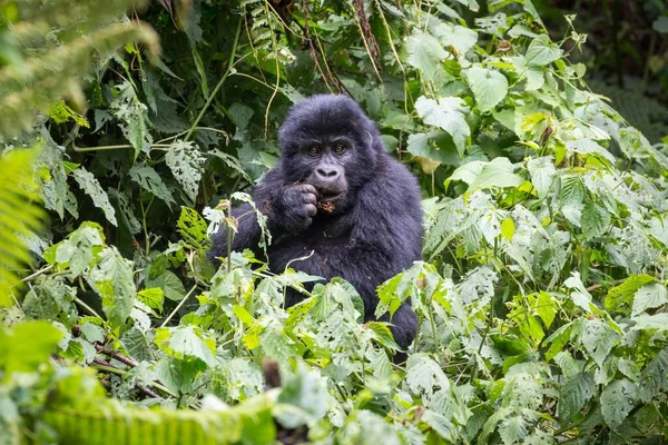 Young Mountain gorilla (Gorilla beringei beringei) sits in the bush and feeds, Bwindi Impenetrable National Park, Uganda, Africa