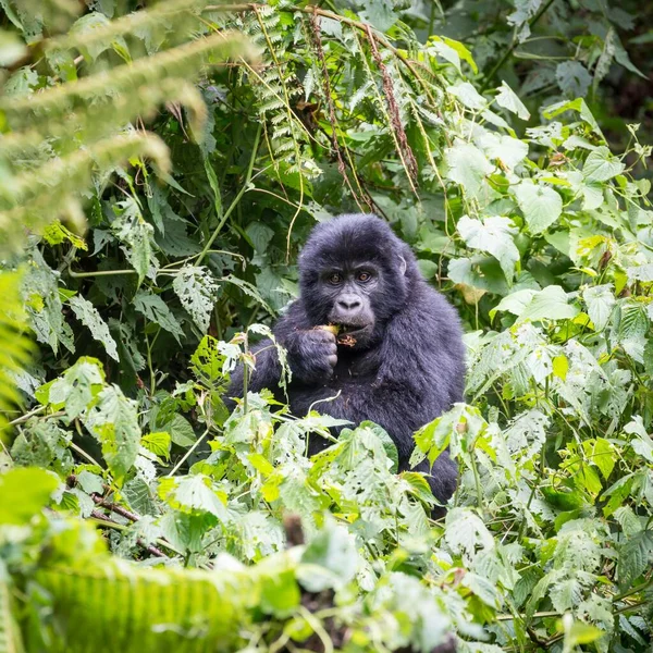 Young Mountain gorilla (Gorilla beringei beringei) sits in the bush and feeds, Bwindi Impenetrable National Park, Uganda, Africa