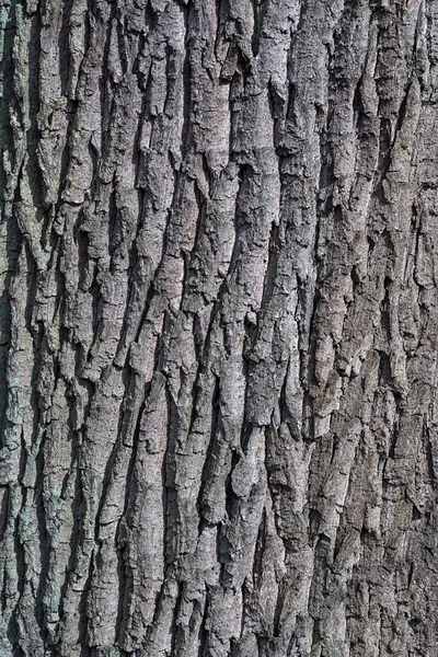 Casca Carvalho Velho Quercus Baixa Saxónia Alemanha Europa — Fotografia de Stock
