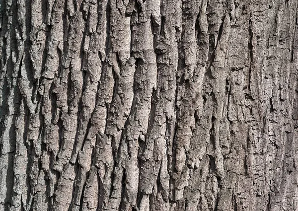 Bark Old Oak Quercus Lower Saxony Germany Europe — Stock Photo, Image