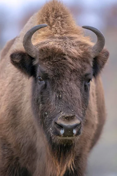 Bisonte Europeo Bison Bonasus Retrato Animales Provincia Kardzhali Bulgaria Europa — Foto de Stock