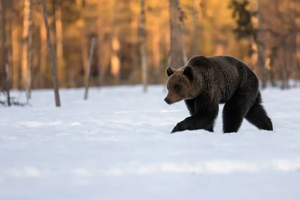 Καφέ Αρκούδα Ursus Arctos Αρσενικό Περπάτημα Στο Χιόνι Ruhtinansalmi Περιοχή — Φωτογραφία Αρχείου