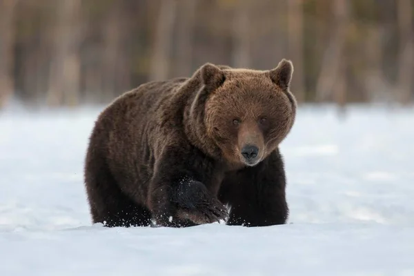 Brown Bear Ursus Arctos Самець Ходить Снігу Рухтінансальмі Фінляндія Європа — стокове фото