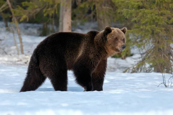 Brown Bear Ursus Arctos Самець Ходить Снігу Рухтінансальмі Фінляндія Європа — стокове фото