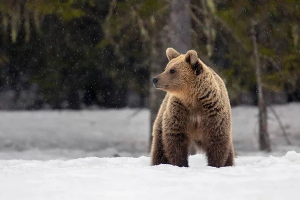 Urso Castanho Ursus Arctos Fêmea Neve Região Ruhtinansalmi Finlândia Europa — Fotografia de Stock
