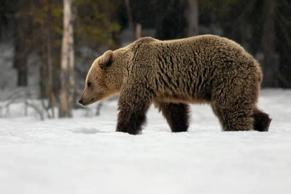 Brown Bear Ursus Arctos Жінка Ходить Снігу Рухтінансальмі Фінляндія Європа — стокове фото