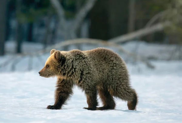 Urso Castanho Ursus Arctos Filhote Caminhando Neve Região Ruhtinansalmi Finlândia — Fotografia de Stock