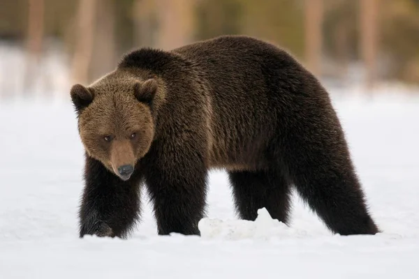 Urso Castanho Ursus Arctos Macho Andando Neve Região Ruhtinansalmi Finlândia — Fotografia de Stock