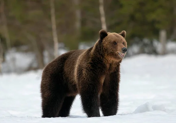 Бурый Медведь Ursus Arctos Самец Снегу Регион Тинансалми Финляндия Европа — стоковое фото