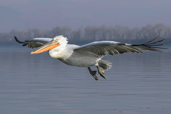 Dalmata Pelican Pelecanus Crispus Volo Iin Sul Mare Lago Kerkini — Foto Stock