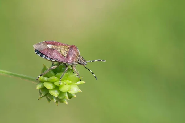 Hairy Shieldbug Dolycoris Baccarum Uma Vagem Sementes South Wales Reino — Fotografia de Stock