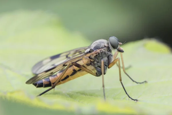 Snipe Fly Rhagio Perched Leaf South Wales United Kingdom Europe — Stock Photo, Image