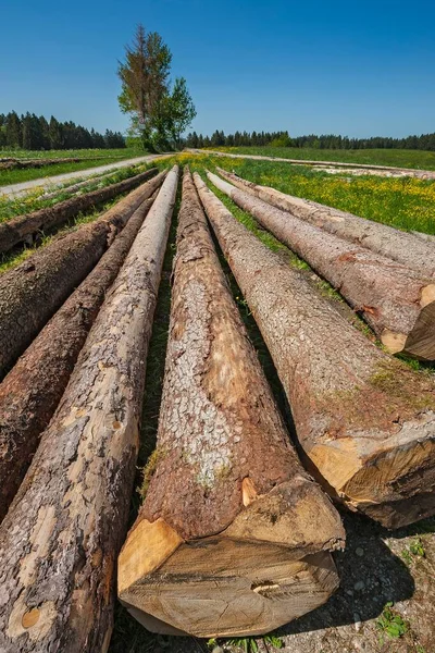 Знищені Паростки Стовбури Дерев Лежать Весняних Луках Верхній Баварії Баварії — стокове фото