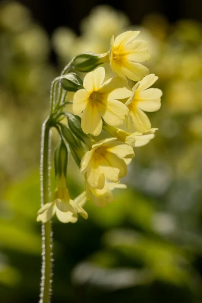 True Oxlip Primula Elatior Germany Europe — Stock Photo, Image