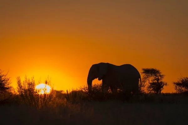 Elefante Africano Loxodonta Africana Atardecer Silueta Contraluz Parque Nacional Nxai — Foto de Stock
