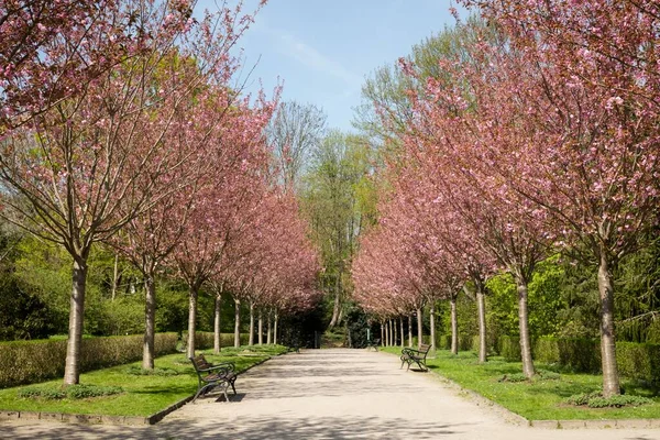 Japanese Cherry Prunus Alley Rombergpark Dortmund North Rhine Westphalia Germany — Stock Photo, Image
