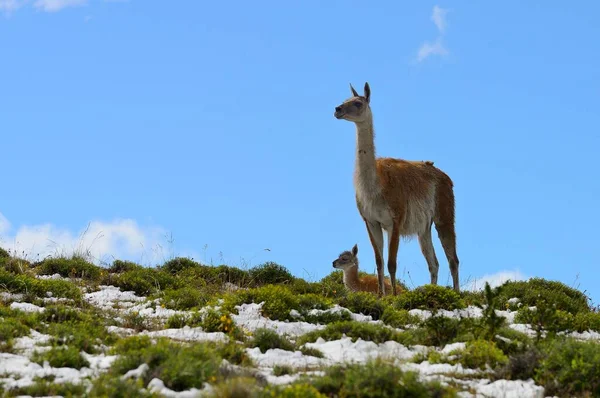 Guanacos (Lama guanicoe), mother animal with young animal, looking out, Torres del Paine National Park, Patagonia, Chile, South America